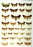 Papillons - Planche d'Arnold Spuler n° 42. Cliquer pour ouvrir la page.