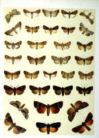 Papillons - Planche d'Arnold Spuler n° 44. Cliquer pour ouvrir la page.