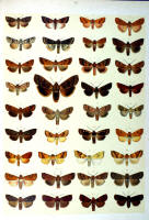 Papillons - Planche d'Arnold Spuler n° 46. Cliquer pour ouvrir la page.