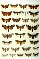 Papillons - Planche d'Arnold Spuler n° 47. Cliquer pour ouvrir la page.