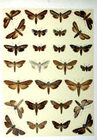 Papillons - Planche d'Arnold Spuler n° 48. Cliquer pour ouvrir la page.