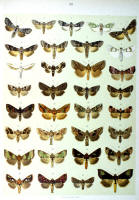 Papillons - Planche d'Arnold Spuler n° 49. Cliquer pour ouvrir la page.