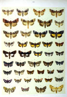 Papillons - Planche d'Arnold Spuler n° 50. Cliquer pour ouvrir la page.