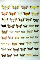 Papillons - Planche d'Arnold Spuler n° 51. Cliquer pour ouvrir la page.