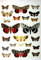 Papillons - Planche d'Arnold Spuler n° 52. Cliquer pour ouvrir la page.