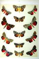 Papillons - Planche d'Arnold Spuler n° 53. Cliquer pour ouvrir la page.