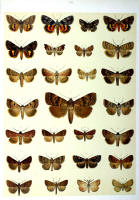 Papillons - Planche d'Arnold Spuler n° 54. Cliquer pour ouvrir la page.