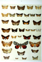 Papillons - Planche d'Arnold Spuler n° 55. Cliquer pour ouvrir la page.