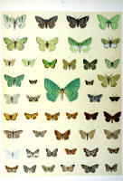 Papillons - Planche d'Arnold Spuler n° 56. Cliquer pour ouvrir la page.