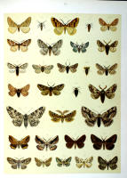 Papillons - Planche d'Arnold Spuler n° 61. Cliquer pour ouvrir la page.