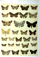 Papillons - Planche d'Arnold Spuler n° 62. Cliquer pour ouvrir la page.