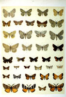Papillons - Planche d'Arnold Spuler n° 63. Cliquer pour ouvrir la page.