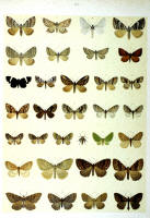 Papillons - Planche d'Arnold Spuler n° 66. Cliquer pour ouvrir la page.
