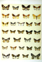 Papillons - Planche d'Arnold Spuler n° 67. Cliquer pour ouvrir la page.