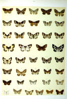 Papillons - Planche d'Arnold Spuler n° 69. Cliquer pour ouvrir la page.