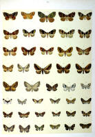 Papillons - Planche d'Arnold Spuler n° 70. Cliquer pour ouvrir la page.