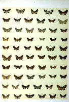 Papillons - Planche d'Arnold Spuler n° 71. Cliquer pour ouvrir la page.