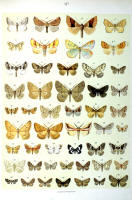 Papillons - Planche d'Arnold Spuler n° 71b. Cliquer pour ouvrir la page.