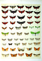 Papillons - Planche d'Arnold Spuler n° 72. Cliquer pour ouvrir la page.