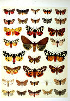 Papillons - Planche d'Arnold Spuler n° 73. Cliquer pour ouvrir la page.