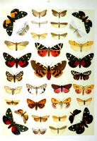 Papillons - Planche d'Arnold Spuler n° 74. Cliquer pour ouvrir la page.