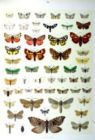 Papillons - Planche d'Arnold Spuler n° 76. Cliquer pour ouvrir la page.