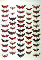 Papillons - Planche d'Arnold Spuler n° 77. Cliquer pour ouvrir la page.