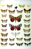 Papillons - Planche d'Arnold Spuler n° 78. Cliquer pour ouvrir la page.
