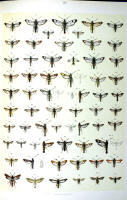Papillons - Planche d'Arnold Spuler n° 79. Cliquer pour ouvrir la page.