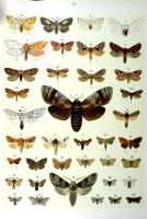 Papillons - Planche d'Arnold Spuler n° 80. Cliquer pour ouvrir la page.