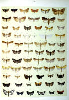 Papillons - Planche d'Arnold Spuler n° 81. Cliquer pour ouvrir la page.