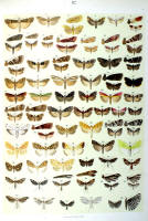 Papillons - Planche d'Arnold Spuler n° 82. Cliquer pour ouvrir la page.