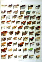 Papillons - Planche d'Arnold Spuler n° 83. Cliquer pour ouvrir la page.