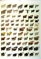 Papillons - Planche d'Arnold Spuler n° 84. Cliquer pour ouvrir la page.