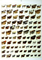 Papillons - Planche d'Arnold Spuler n° 86. Cliquer pour ouvrir la page.