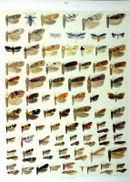 Papillons - Planche d'Arnold Spuler n° 89. Cliquer pour ouvrir la page.