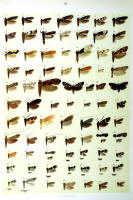 Papillons - Planche d'Arnold Spuler n° 91. Cliquer pour ouvrir la page.