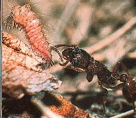 Azuré du serpolet. Chenille saisie par une fourmi rouge.