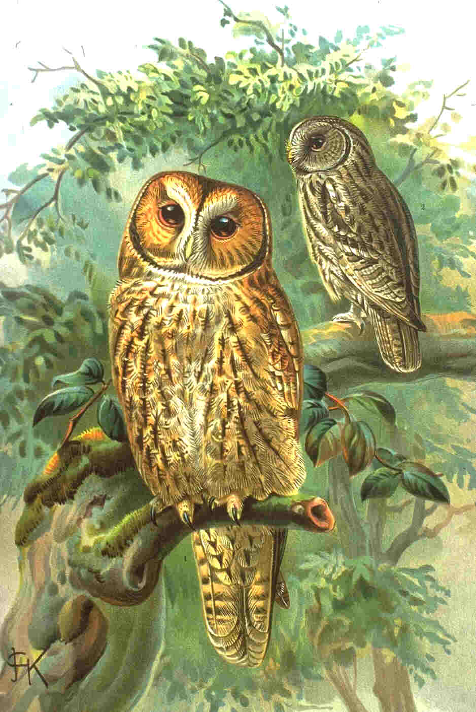 La Chouette Hulotte Strix Aluco 
