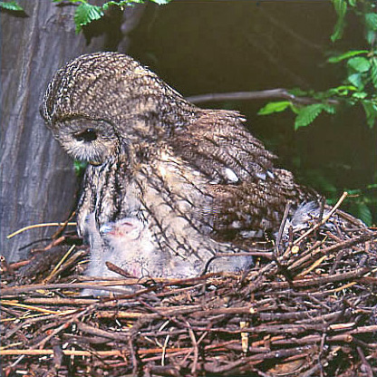 La Chouette Hulotte Strix Aluco 