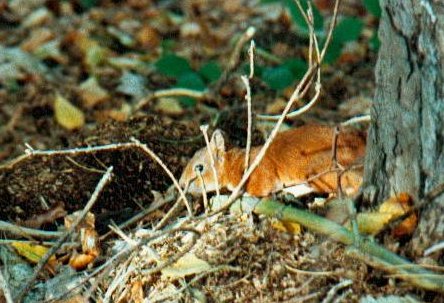 Ecureuil roux (Sciurus vulgaris), Mammifères, Vertébrés