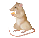 Le rat brun ou rat d'égout. Rat mangeant anime.