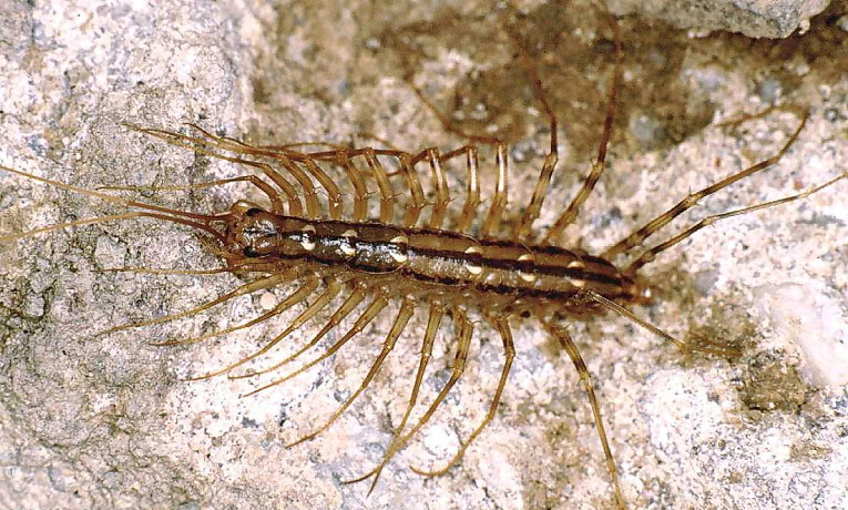 La Scutigere Veloce Scutigera Coleoptrata