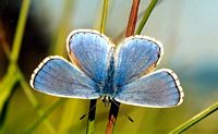 Argus_bleu_celeste, Argus bleu mâle photographié en juin sur les coteaux de Limagne à 650 m d'altitude. Cliquer pour agrandir l'image.