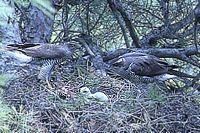 Autour des palombes. Mâle et femelle au nid avec un jeune. Cliquer pour agrandir l'image.