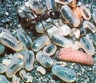 Azuré du serpolet. Chenille mangeant des larves de fourmi. Cliquer pour agrandir l'image.