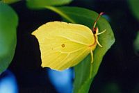 Citron, Papillon citron mâle, photographié en juillet dans les Monts du Livradois à 600 m d'altitude. Cliquer pour agrandir l'image.
