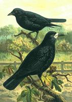 Corvidés. Corvidés : corbeau freux et corneille. Cliquer pour agrandir l'image.