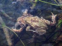 Crapaud commun. Couple et cordon d'oeufs. Cliquer pour agrandir l'image.