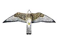 Faucon émerillon. Dessous ailes femelle. Cliquer pour agrandir l'image.